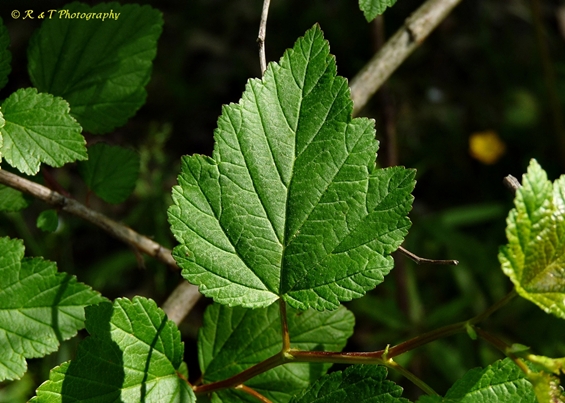 {Physocarpus opulifolius}